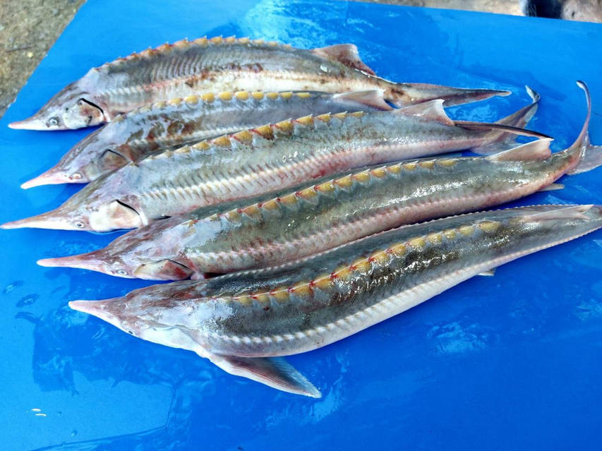 Стерлядь охлажденная, тушка ~ 2 кг