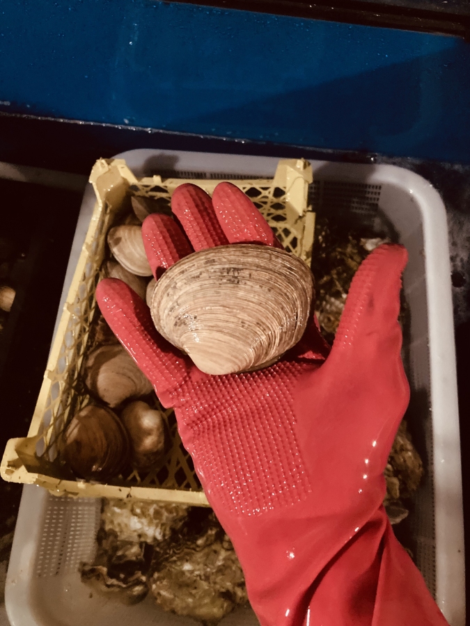 Устрица хасанская в раковине живая